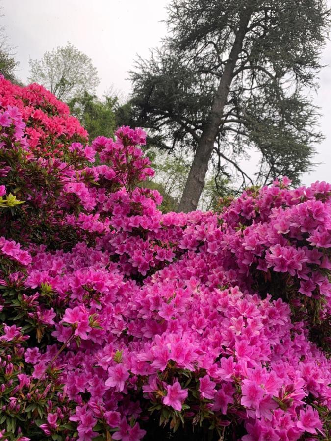 Foresterie Magnolia 贝尔吉拉泰 外观 照片